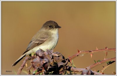 Eastern Phoebe