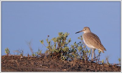 Willet