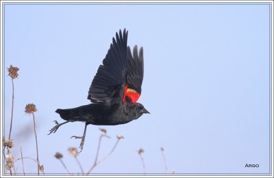 Red-winged Blackbird