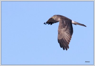 Northern Harrier 