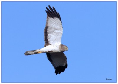 Northern Harrier 