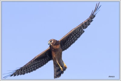 Northern Harrier