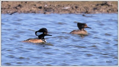 Hooded Merganser