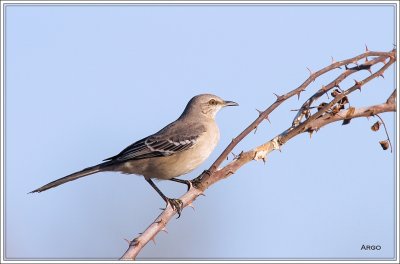 Northern Mockingbird