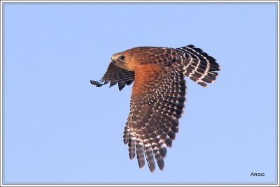 Red-shouldered Hawk