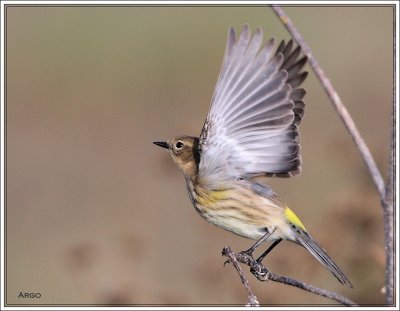 Yellow-rumped Warbler