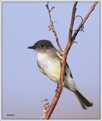 Eastern Phoebe