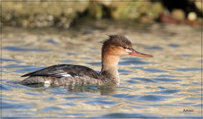 Red-breasted Merganser
