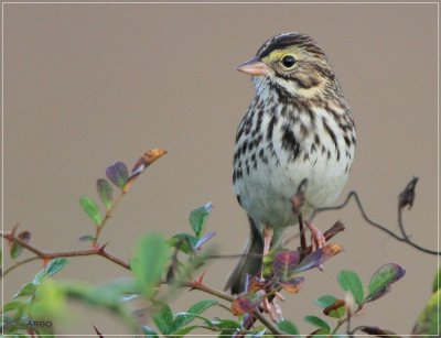Savannah Sparrow