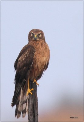 Northern Harrier 