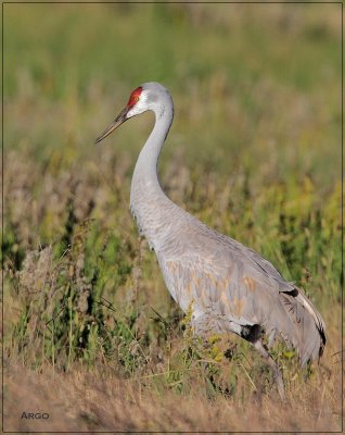 Sandhill Crane 