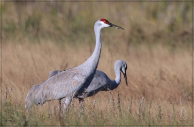 Sandhill Cranes