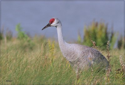 Sandhill Crane