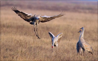 Sandhill Cranes
