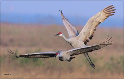 Sandhill Crane