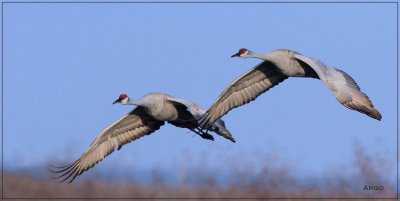 Sandhill Cranes