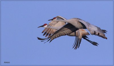 Sandhill Cranes