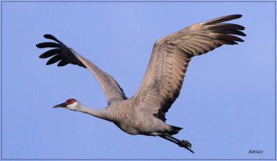 Sandhill Crane