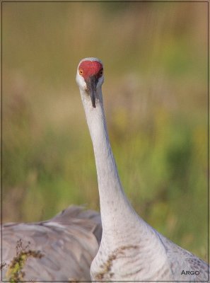 Sandhill Crane