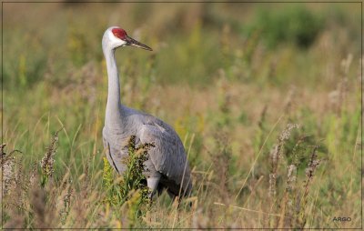 Sandhill Crane