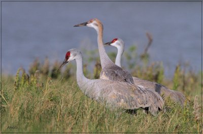 Sandhill Cranes