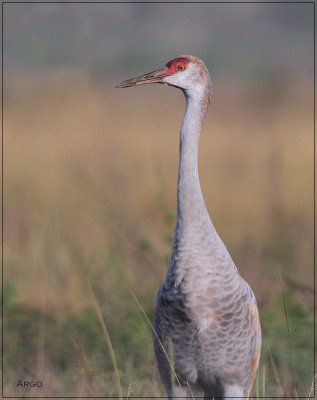 Sandhill Crane