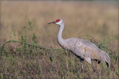 Sandhill Crane