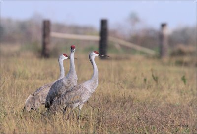 Sandhill Cranes 
