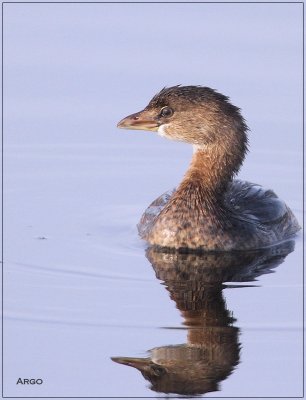 Pied-billed Grebe 