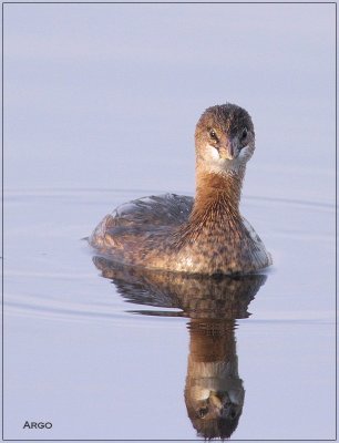 Pied-billed Grebe