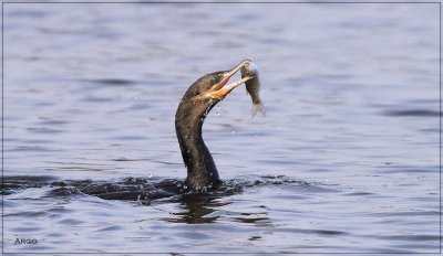 Neotropic Cormorant 