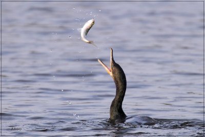 Neotropic Cormorant 