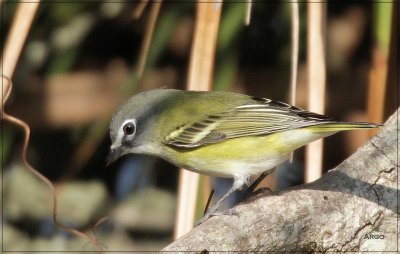 Blue-headed Viero