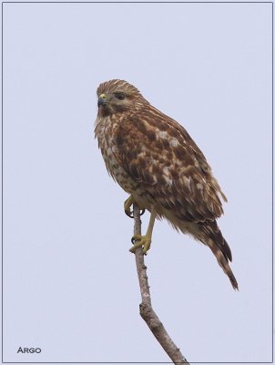 Red-shouldered Hawk