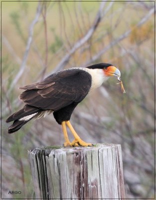 Crested Caracara