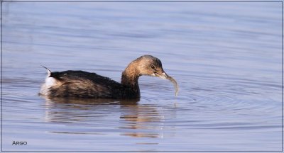 Pied-billed Grebe