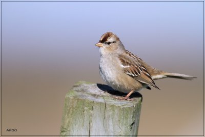 White-crowned Sparrow