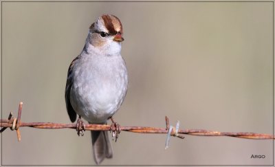White-crowned Sparrow 