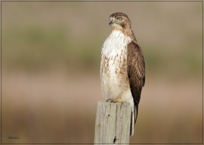 Red-tailed Hawk