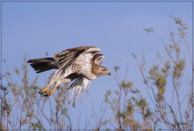 Red-tailed Hawk 