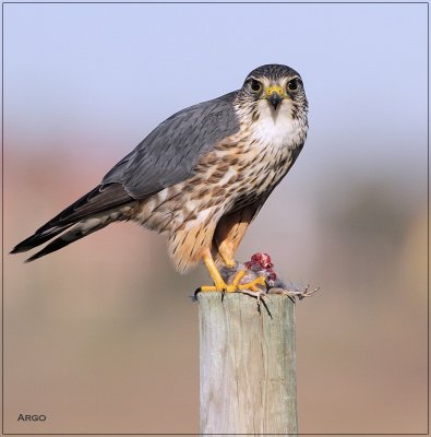 Merlin