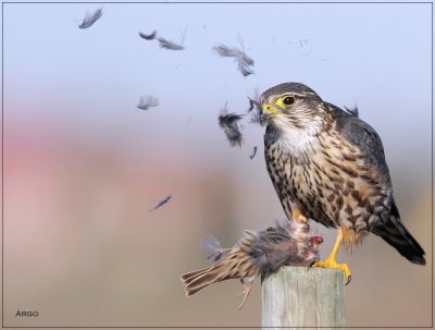 Merlin 