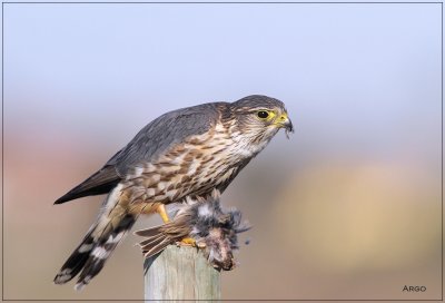 Merlin 