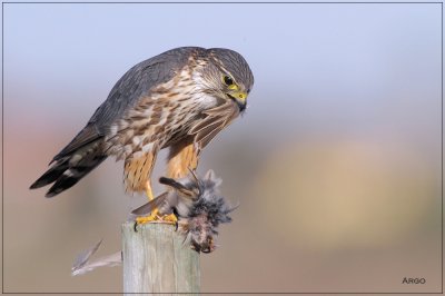 Merlin 