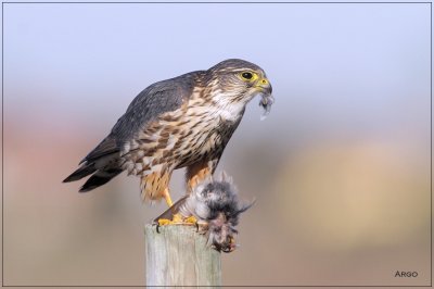 Merlin 