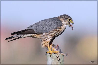 Merlin 
