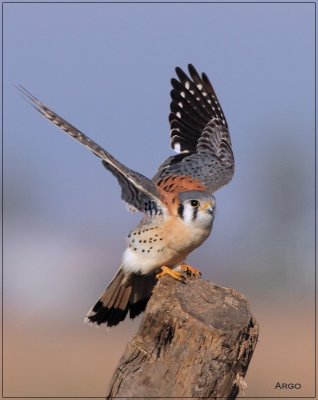 American Kestrel 