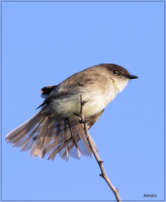 Eastern Phoebe