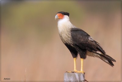 Crested Cara-cara 