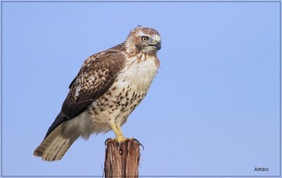 Red-tailed Hawk